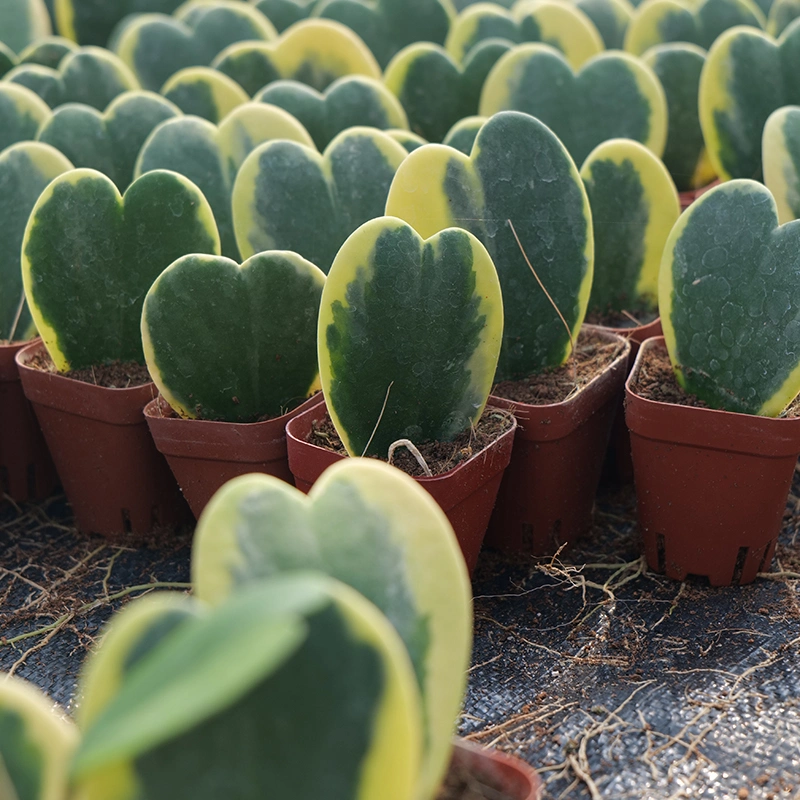 Hoya Kerrii Live Succulent Popular Cheap Indoor Olivia Clustering Echeveria Natural