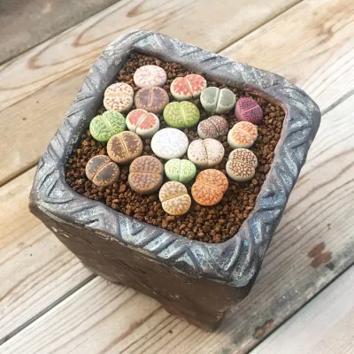 Wholesalenatural Mini Lithops planta suculenta