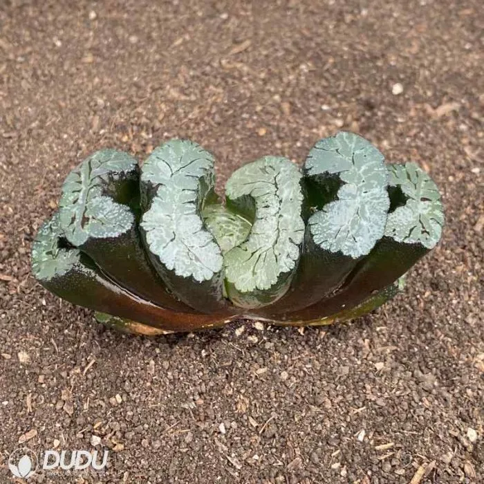 Dudu Beautiful Kui Yuqian Haworthia Natural Live Succulent