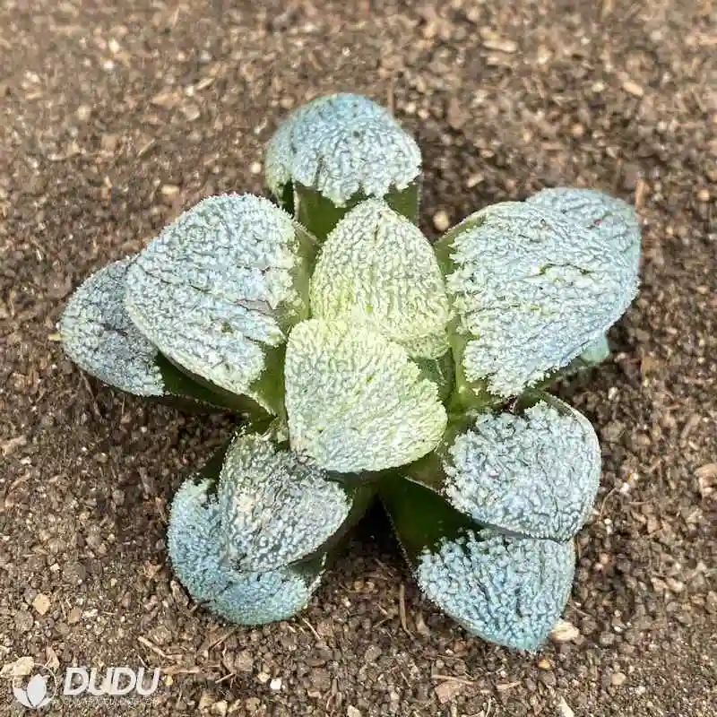 Dudu China Nursery Wholesale Snow Demon Haworthia Natural Live Succulent