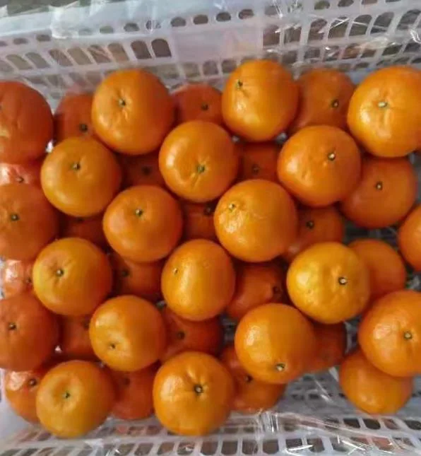 Fresh Mandarin Succulent and High Quality Wogan Mandarin From China