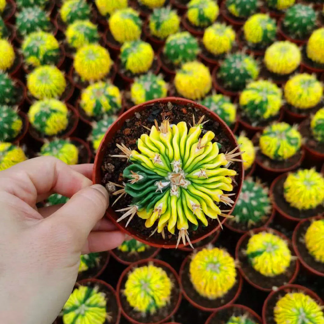 Tephrocactus Geometricus One Head Succulent Cactus Live Plant