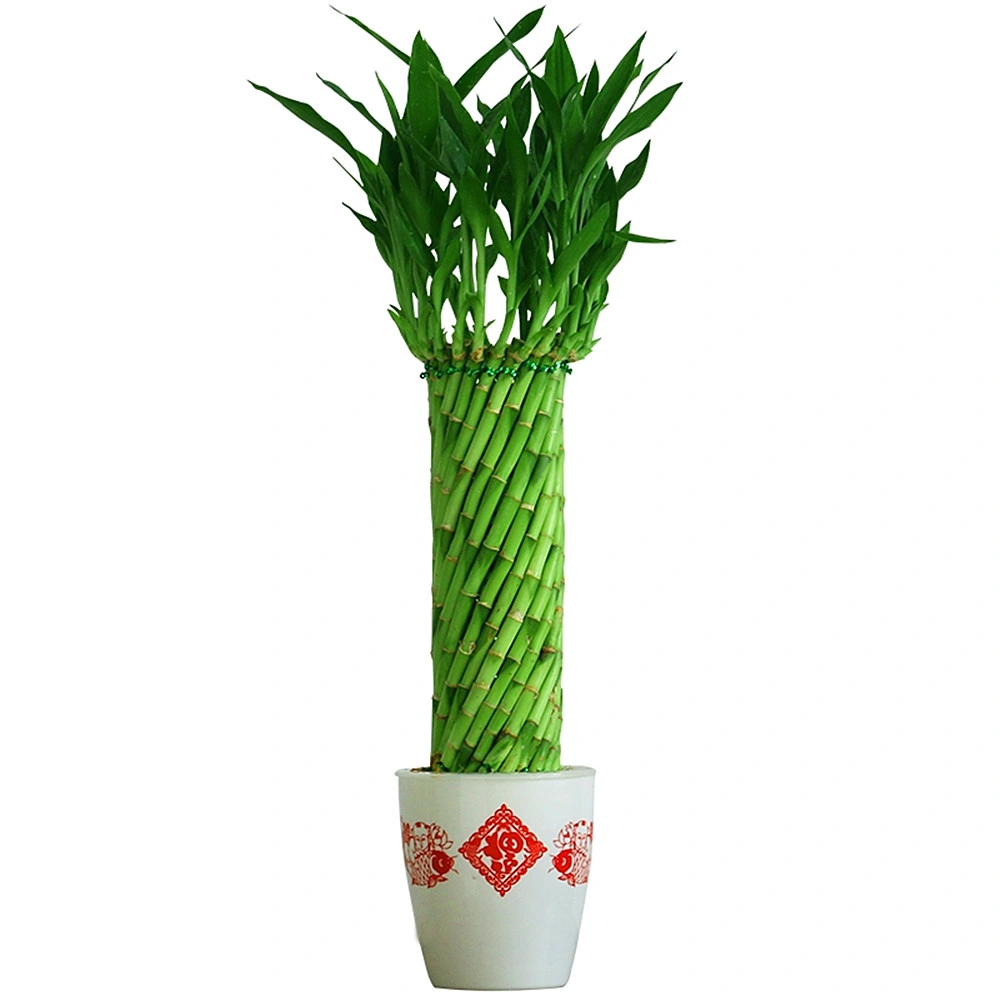 Brided Lucky Bamboo Spiral Bamboo Tower Succulents Nursey Lucky Wheel Plants Live