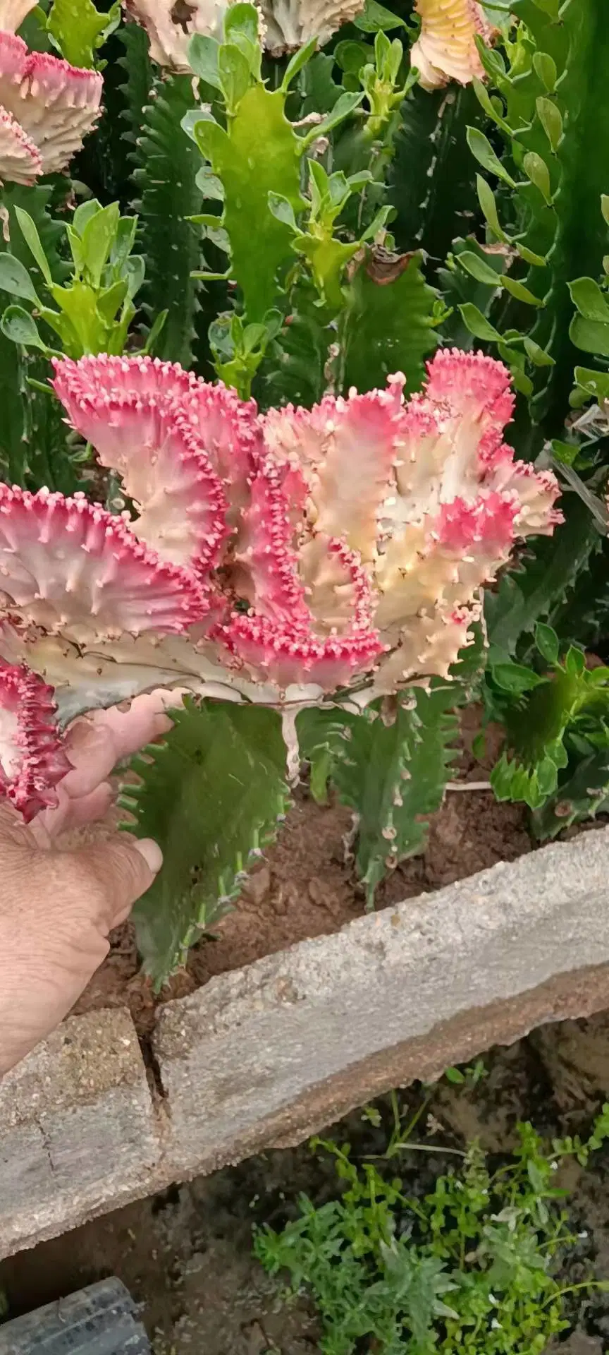 White Color Flower Euphorbia Lactea Succulent Live Plants