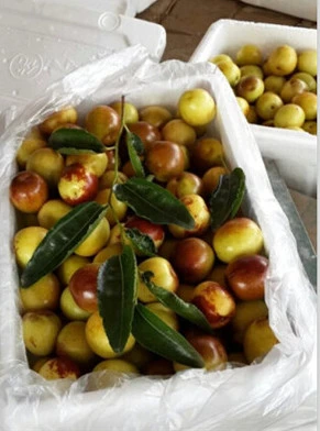 Premium Winter Jujube Harvest From China