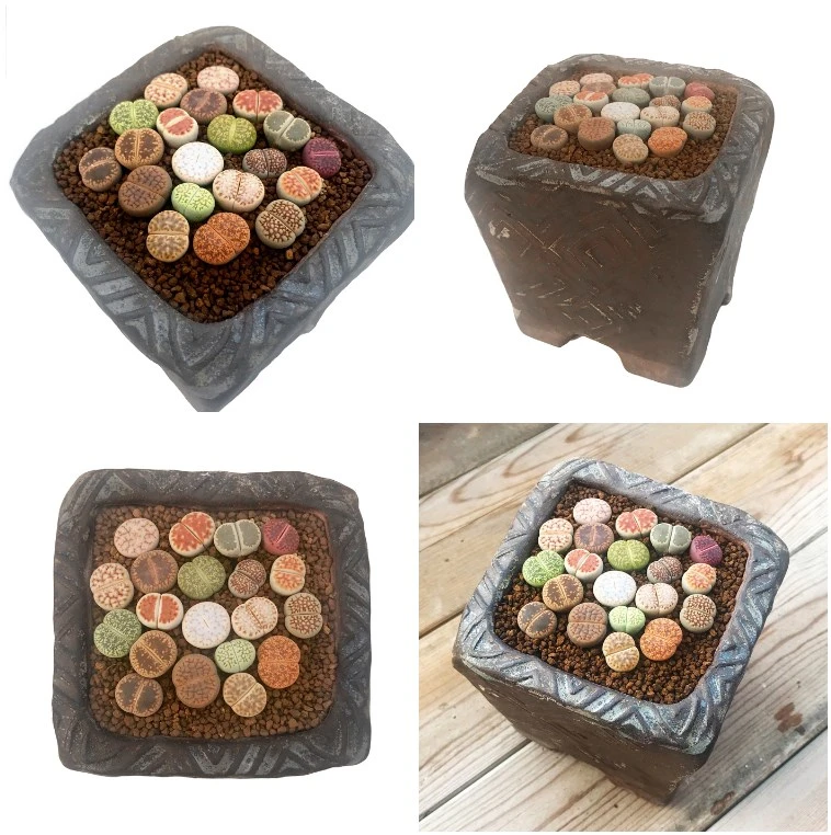 Wholesalenatural Real Mini Lithops Succulent Plant