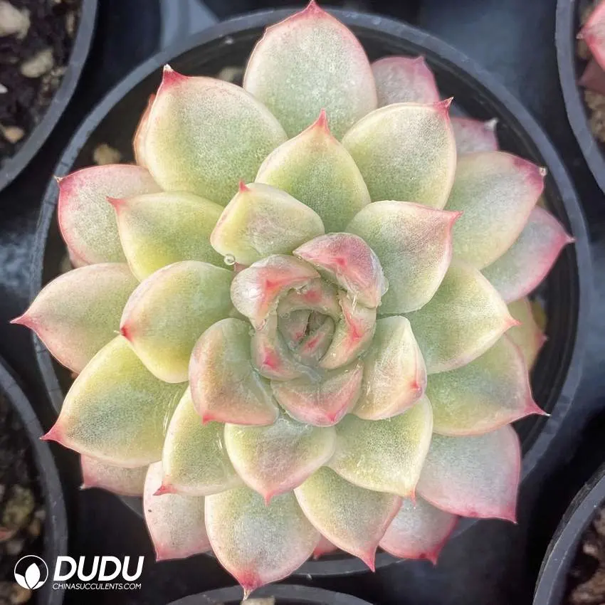 Dudu Indoor Lovely Mabina Variegated Echeveria Natural Live Succulent