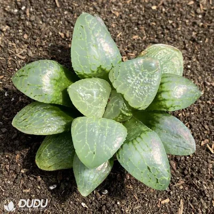 Dudu Unique Ice Soul Haworthia Natural Live Succulent