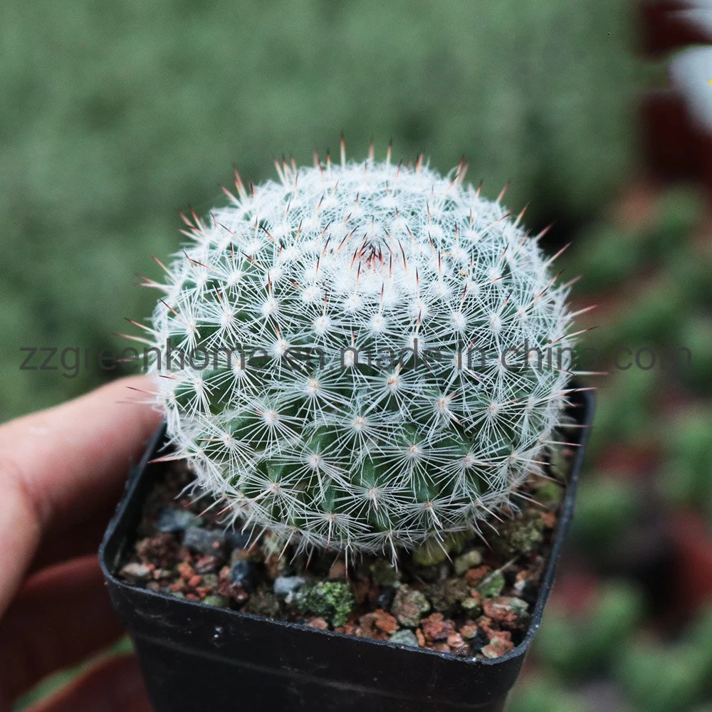 Cactus Mammillaria Hahniana Ornamental Round Succulent Plant