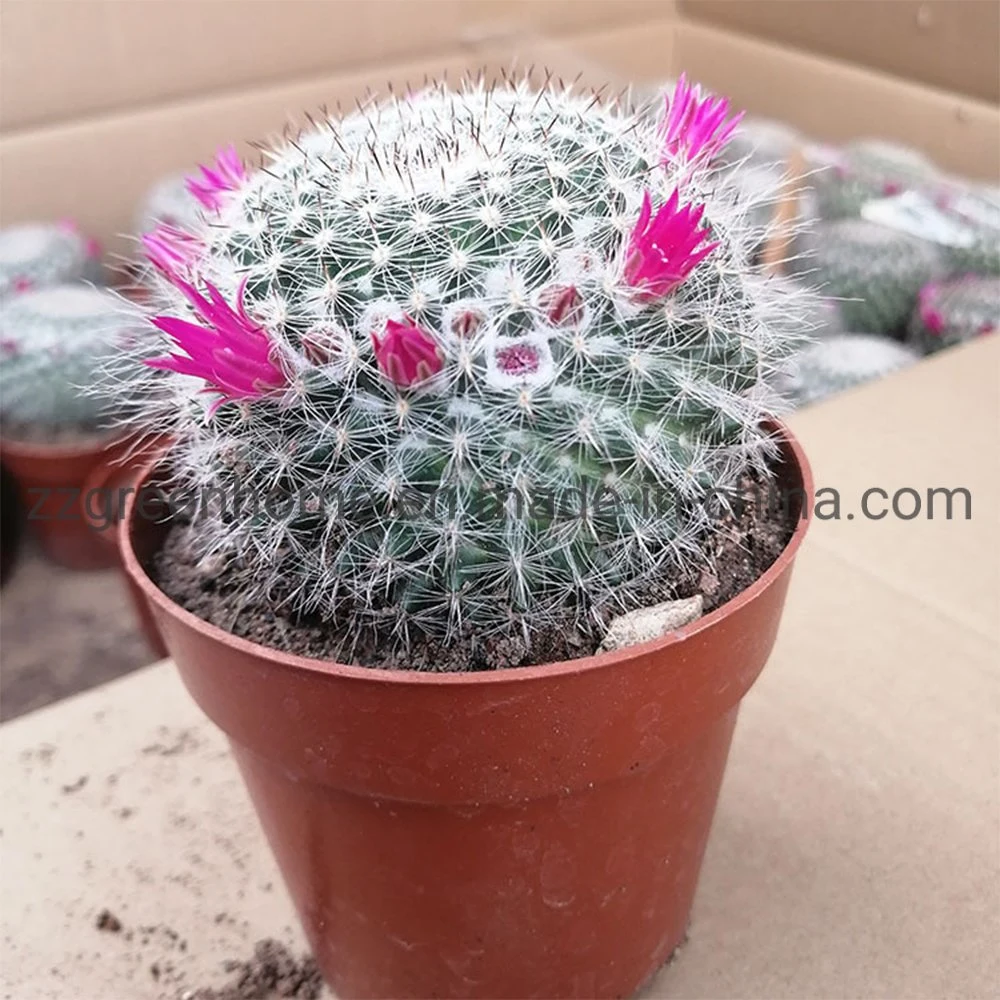 Cactus Mammillaria Hahniana Ornamental Round Succulent Plant