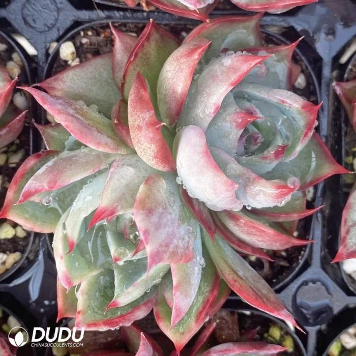 Dudu Hot Sale Echeveria Fairy Jinghong Double-Headed Natural Live Succulent in Bulk