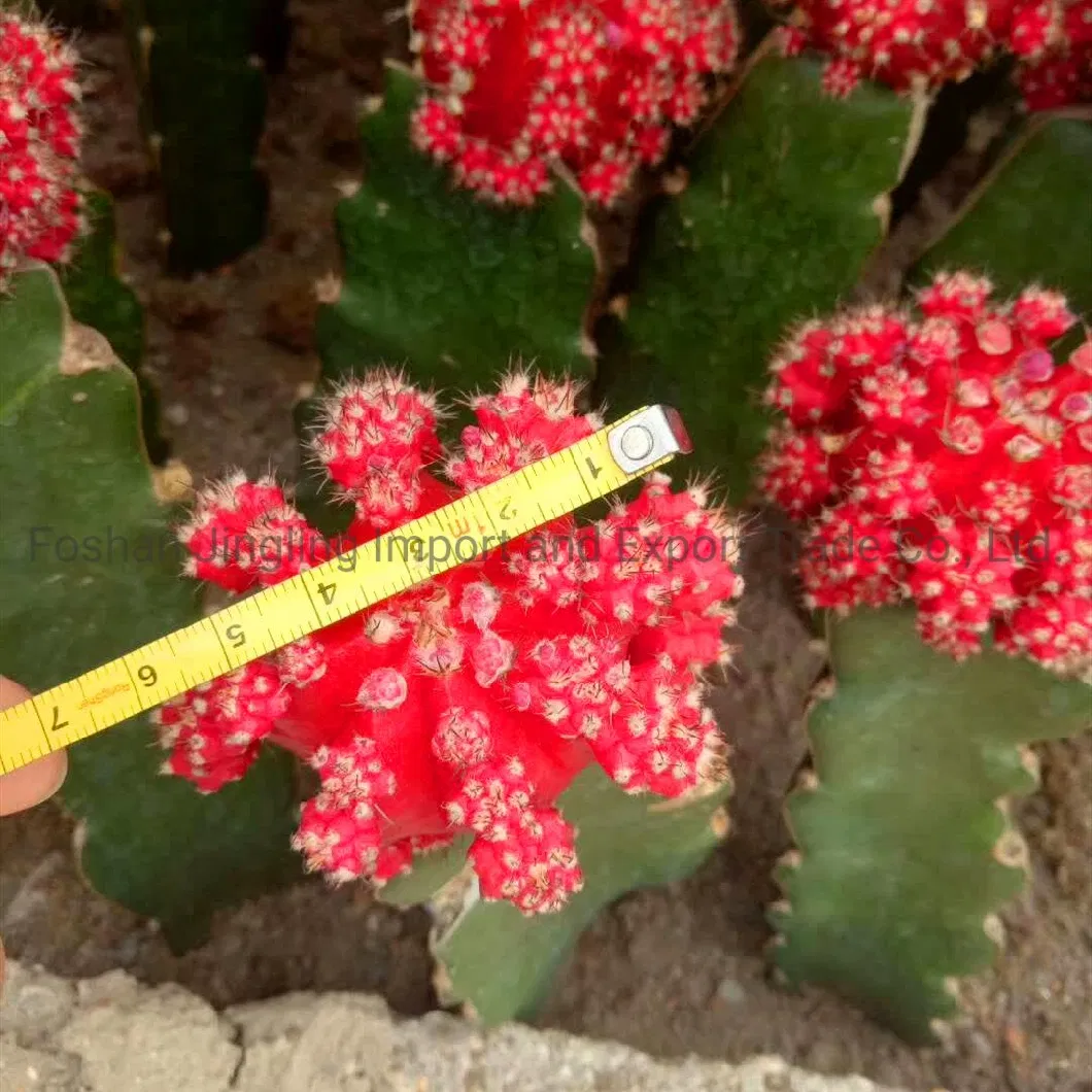 Grafted Cactus Gymnocalycium Moon Cactus Indoor Live Plant Gardening Plant