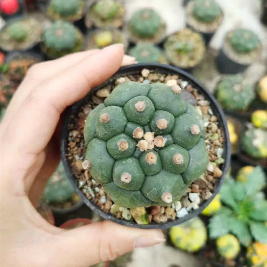 Astrophytum Asterias Kitsukow Rare Live Cactus and Succulent