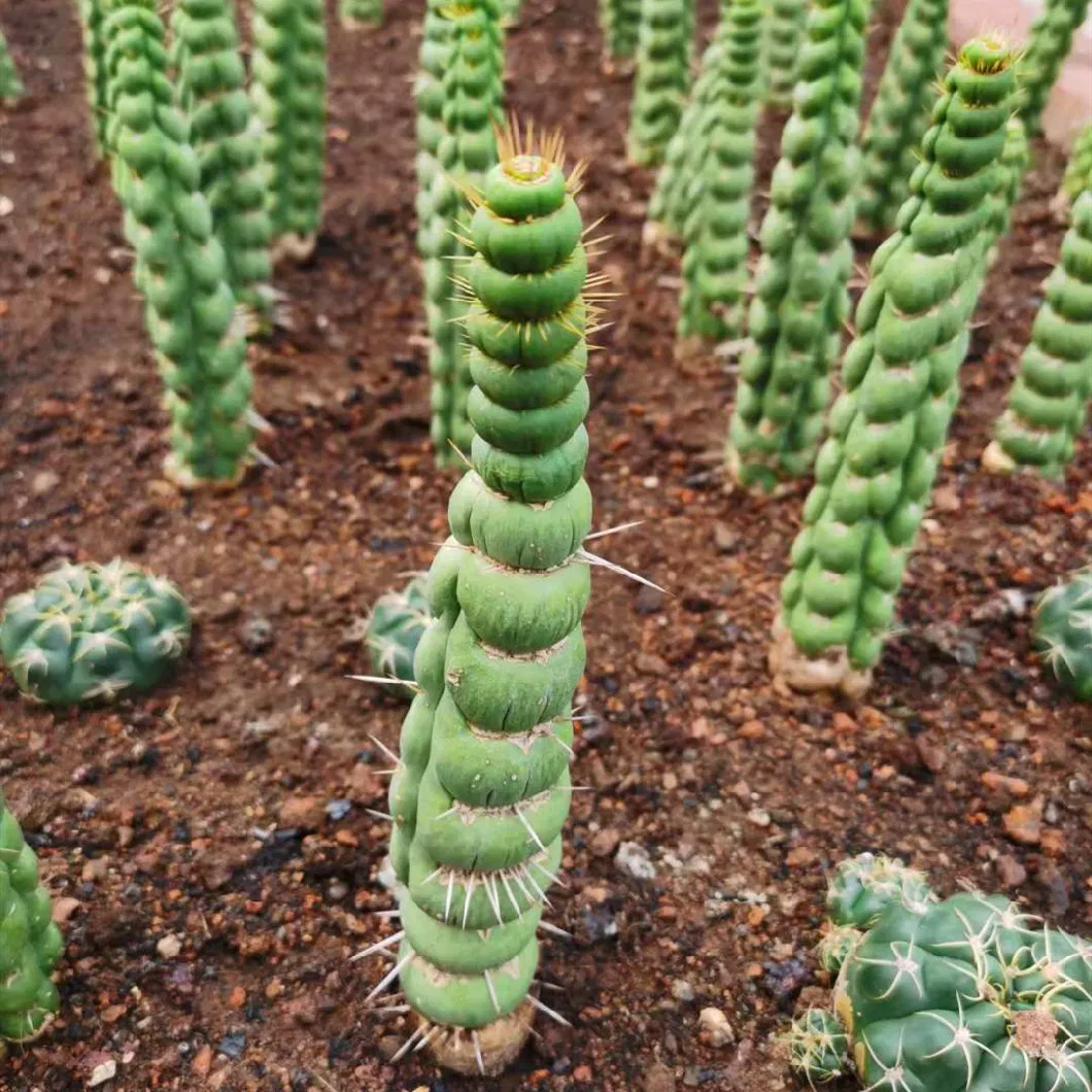 Tephrocactus Geometricus One Head Succulent Cactus Live Plant