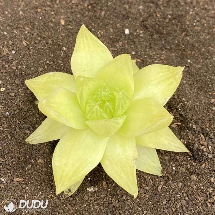 Dudu Hot Sale Indoor Euryops Pectinatus &prime;viridis Haworthia Natural Live Succulent Plant