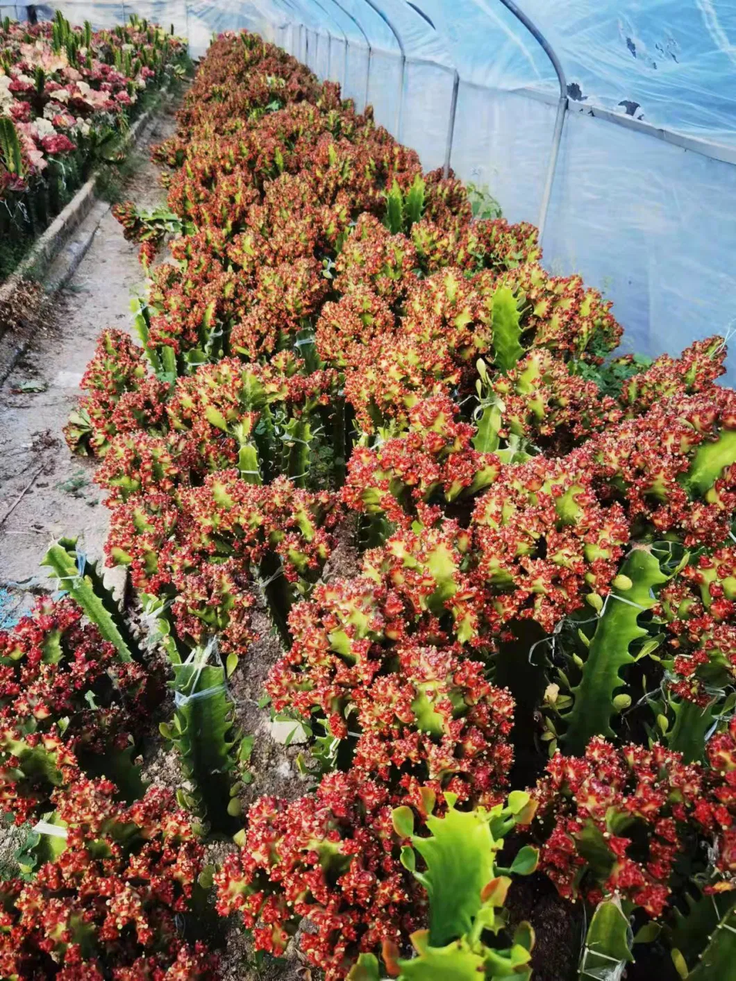 White Color Flower Euphorbia Lactea Succulent Live Plants