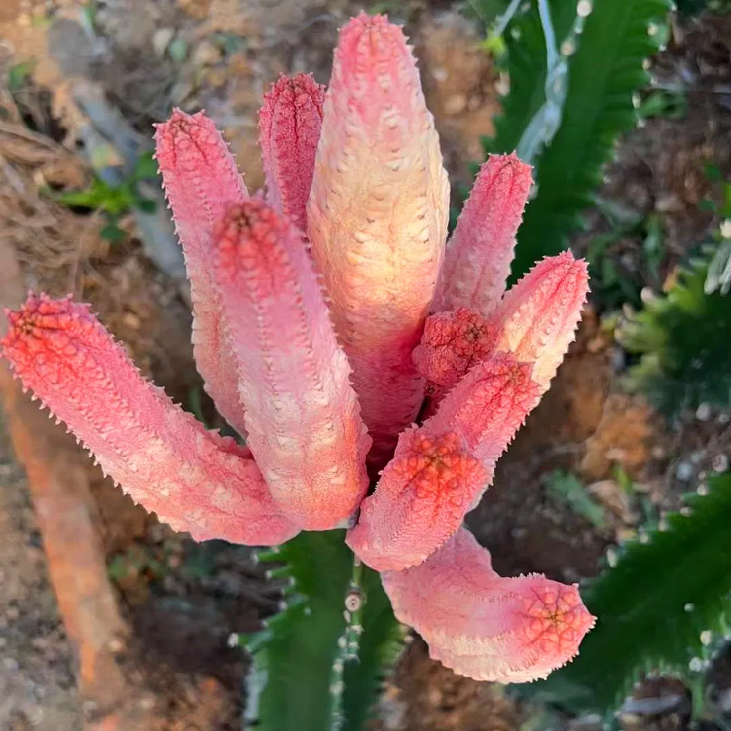 Tephrocactus Geometricus One Head Succulent Cactus Live Plant