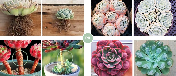 Dudu Wholesale Caroline Double Head Echeveria Natural Live Succulent