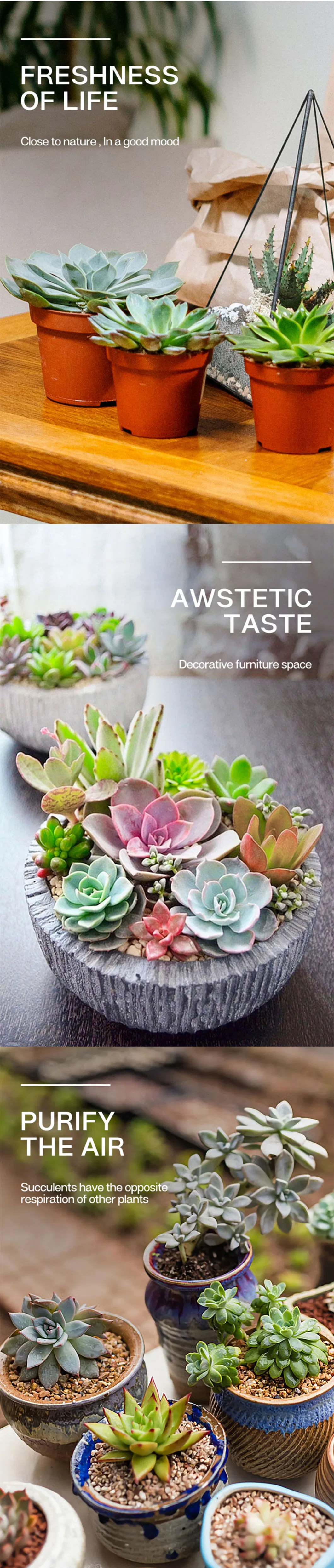 Dudu Topsale Wholesale Indoor Moon Stone Echeveria Natural Live Succulent