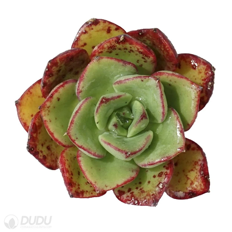 Dudu Wholesale Colorful Nursery Beluga Echeveria Live Plants