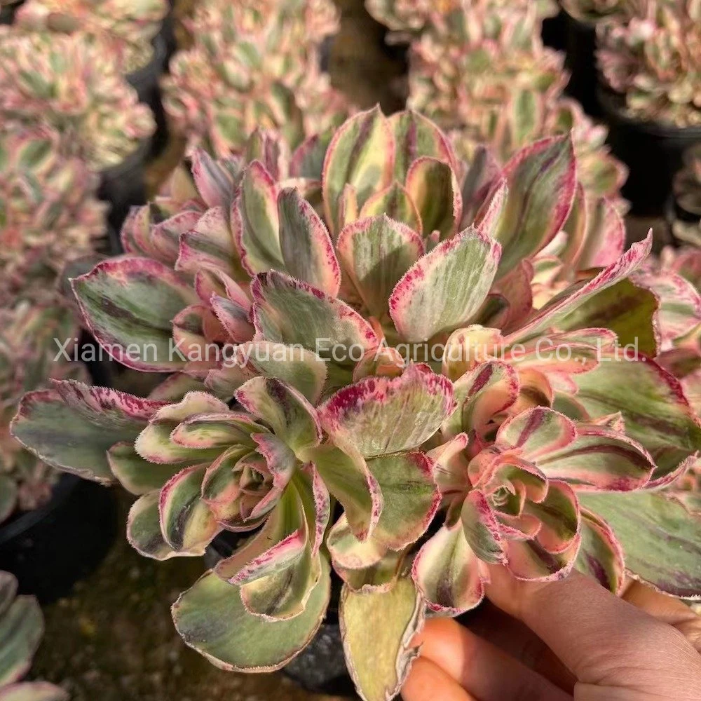 Wholesale Real Live Decoration Plants Aeonium