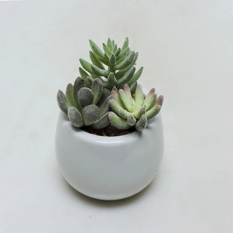 12 Cm Mix Succulent in Ceramic Pot