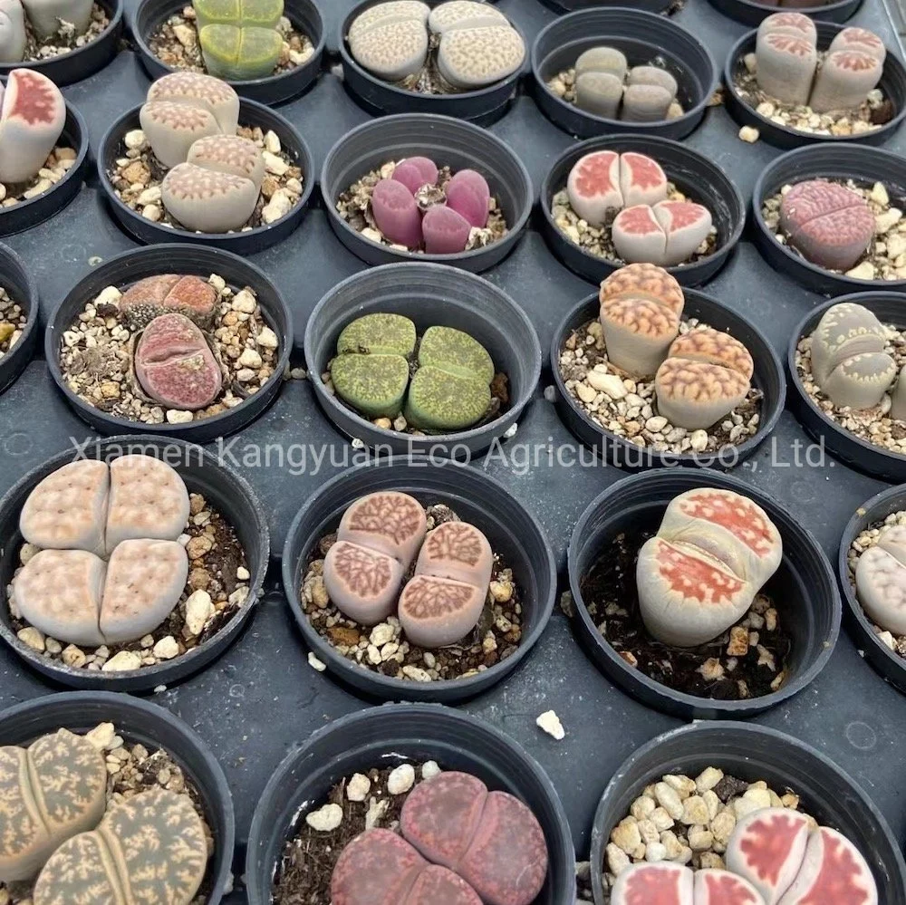 Wholesale Natural Live Plants and Succulents Lithops