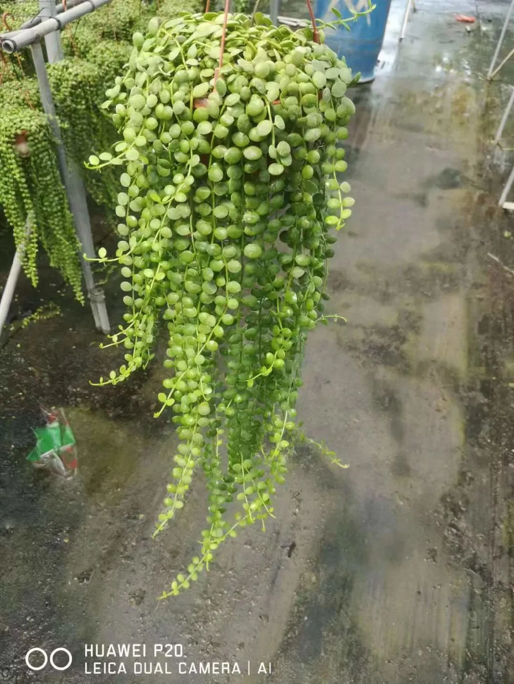 Wholesaale String of Pearls Plant Hanging Succulents Live Plants