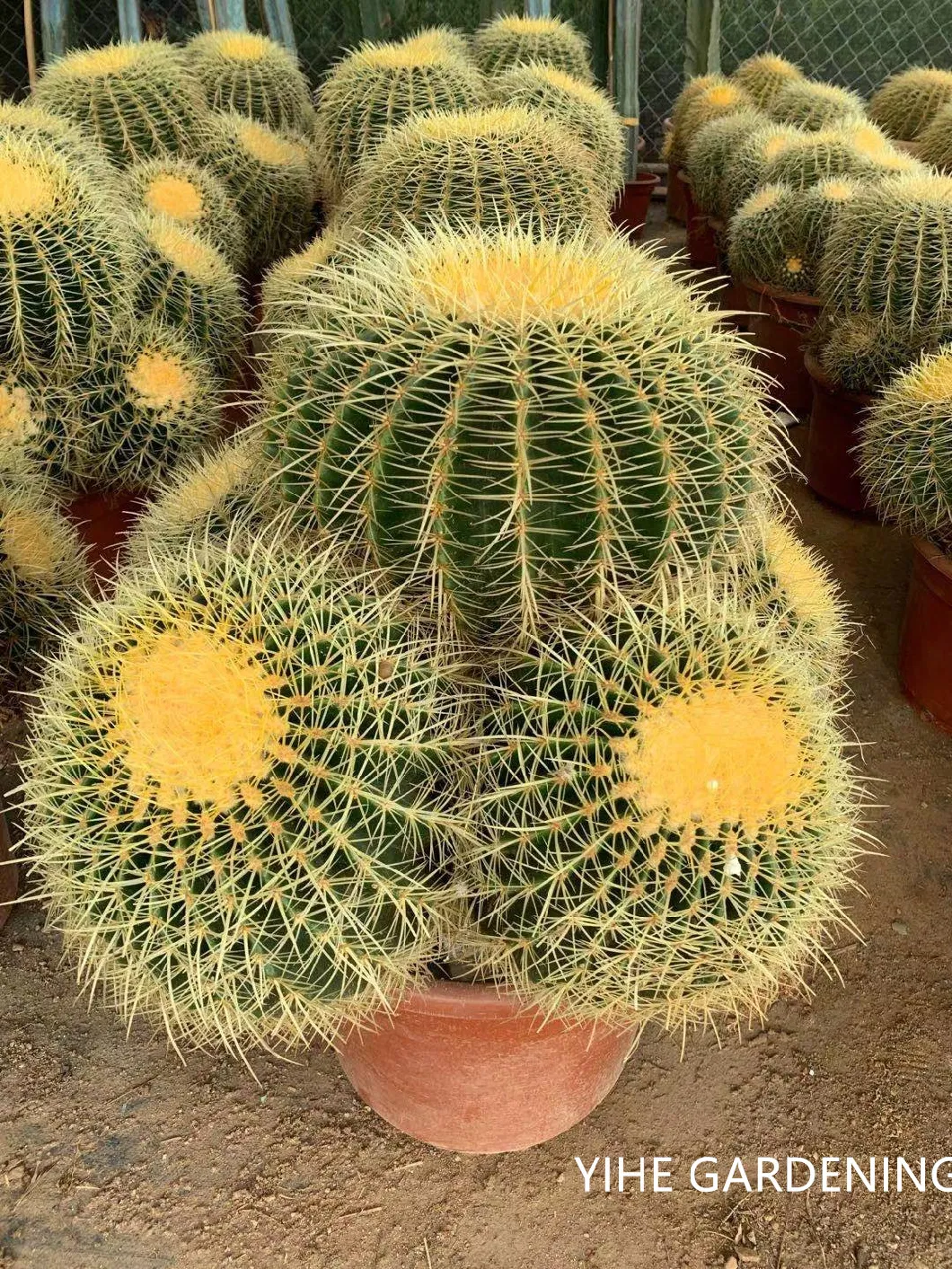 High Quality Cactus Echinocactus Grusonii Live Plants