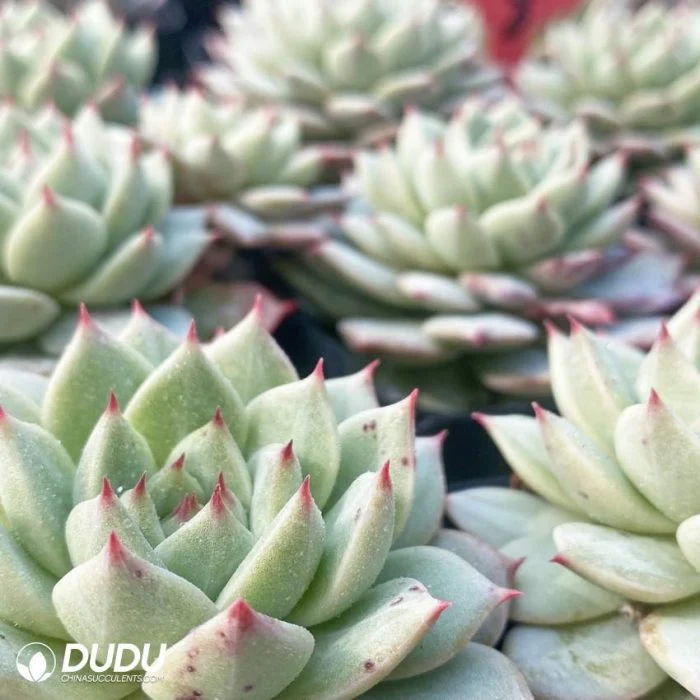 Dudu Supplier Echeveria Bluebird Champagne Natural Live Succulent