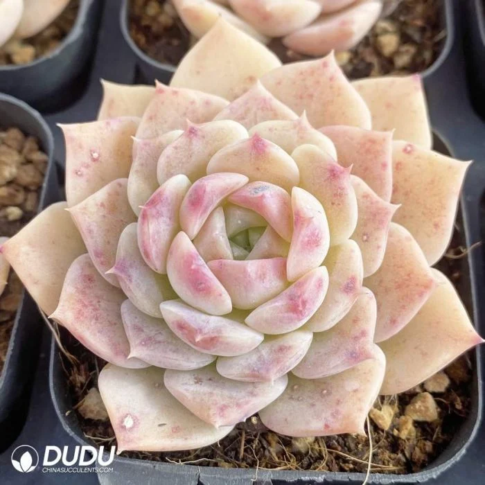 Hot Sale Ice Soul Cluster Clustering Echeveria Natural Live Succulent Plants for Home Decoration