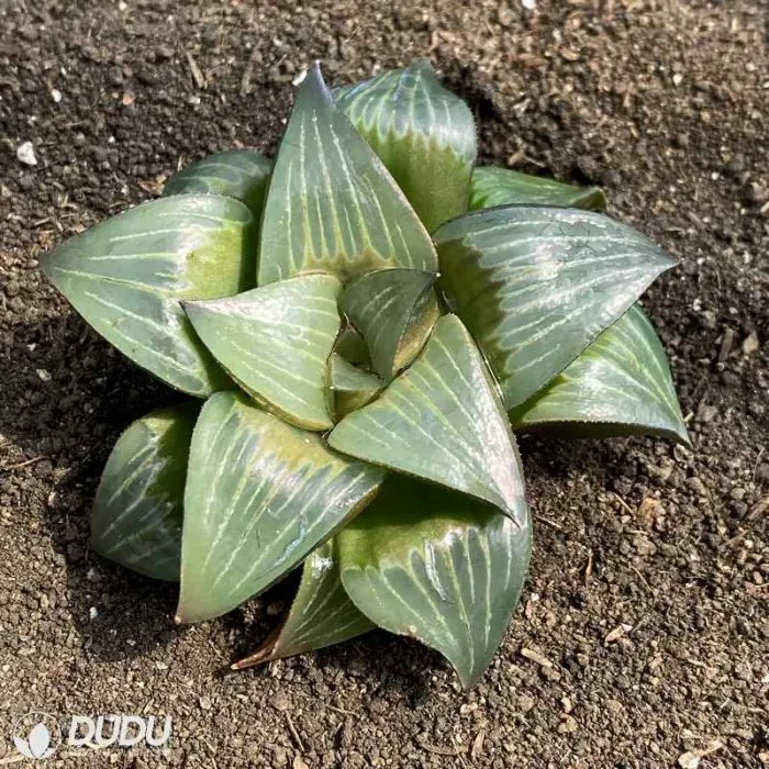 Dudu Wholesale Rare Indoor Xishan Haworthia Natural Live Succulent