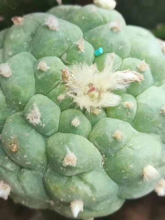 Cactus Plants Lophophora Fricii