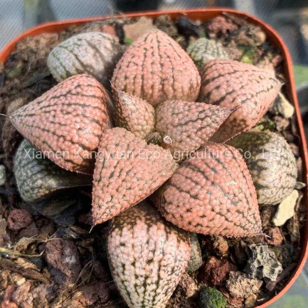 Rare Succulent Indoor Plant Haworthia Nursery