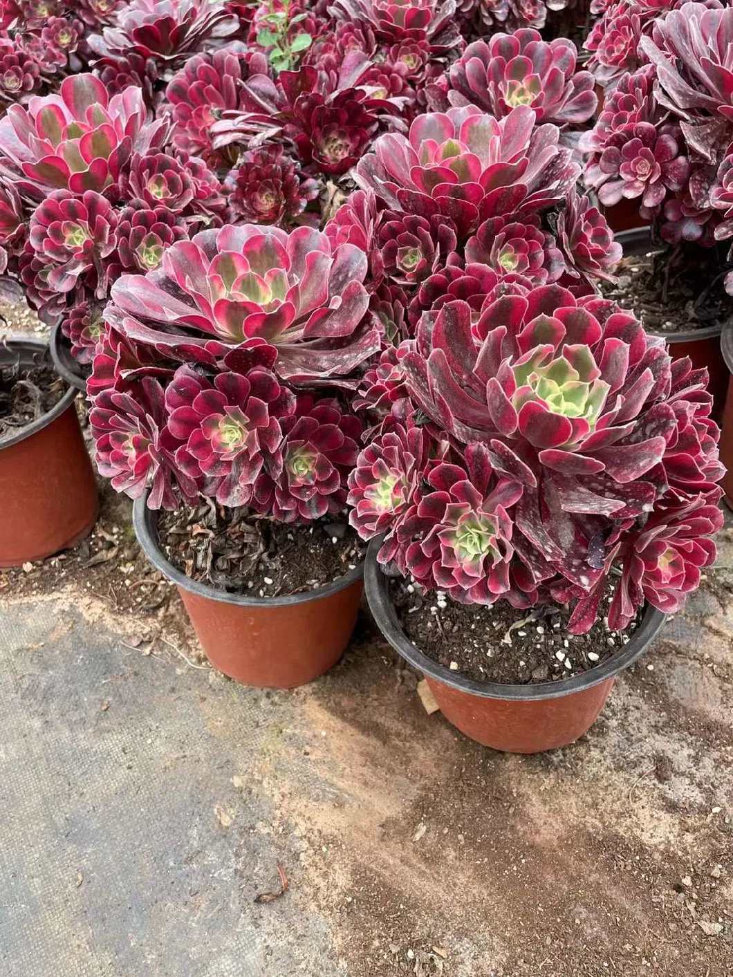 Wholesale Aeonium Medusa Cluster Succulent Cactus Supplier