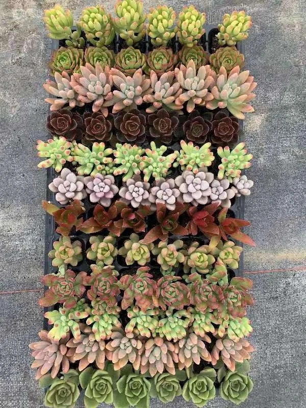 Mixed Potted Echeveria Plants - Succulent Plant for Wholesale