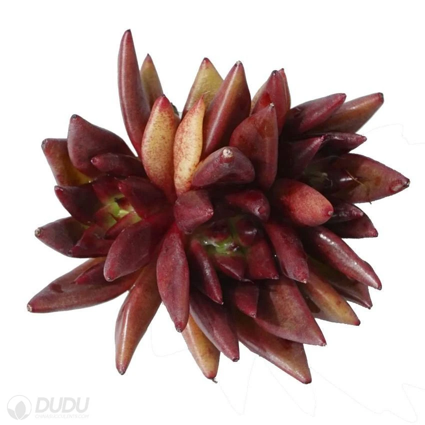 Dudu Hot Sale New Arrival Red Soul Clustering Echeveria Natural Live Succulent Plants