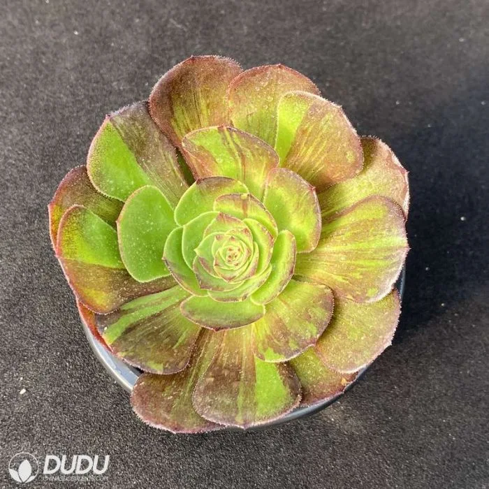 Dudu New Arrival Rare Halloween Yin Yang Variegate Aeonium Natural Live Succulent