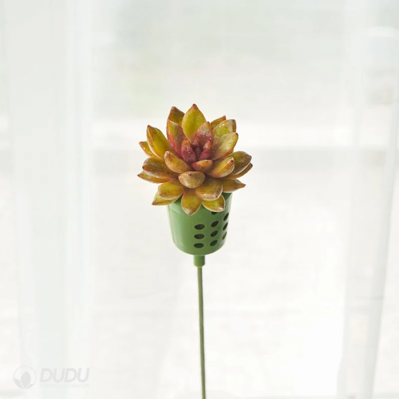 Dudu Unique Profusion Rose Bouquets Echeveria Natural Live Succulent