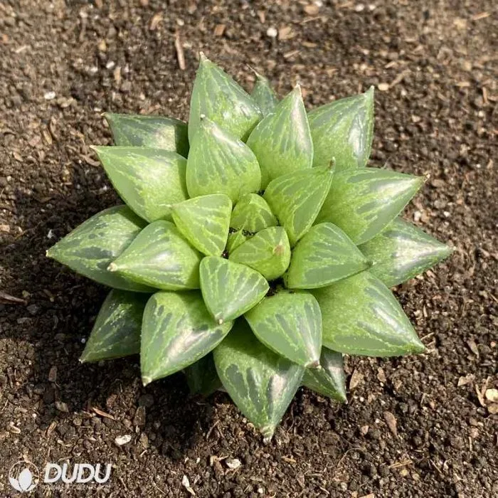 Dudu Common Pet Friendly Venusta (C. L. Scott) M. B. Bayer Haworthia Natural Live Succulent