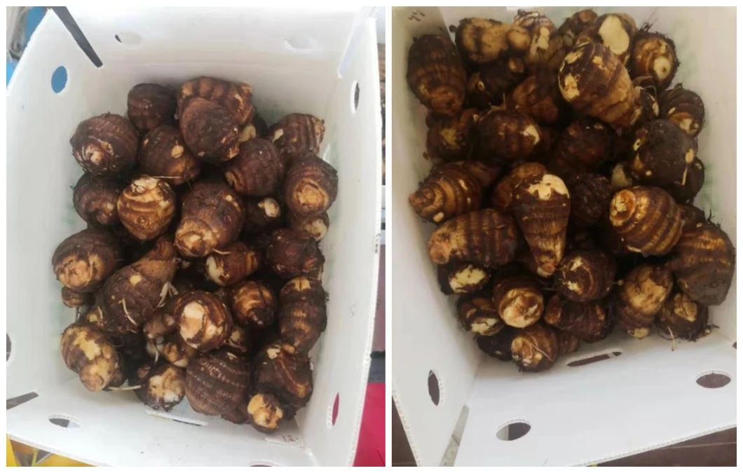 Gogo Trademarked Premium Taro Roots