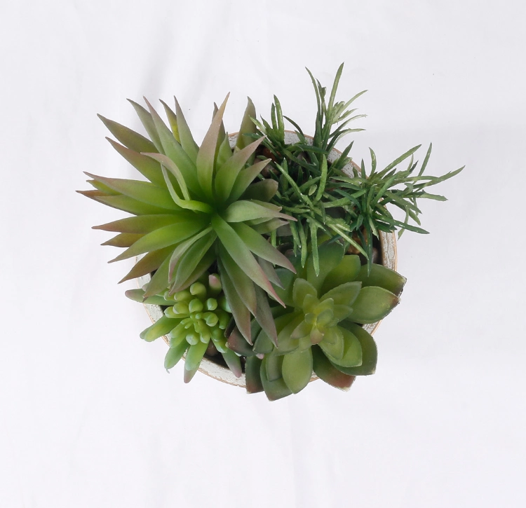 Garden Decoration Succulent Mix of Succulents with Pot Hot Sale