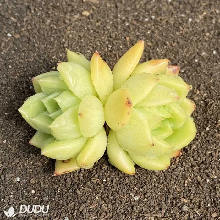 Dudu Popular Cheap Indoor Ice City Double Head Echeveria Natural Live Succulent