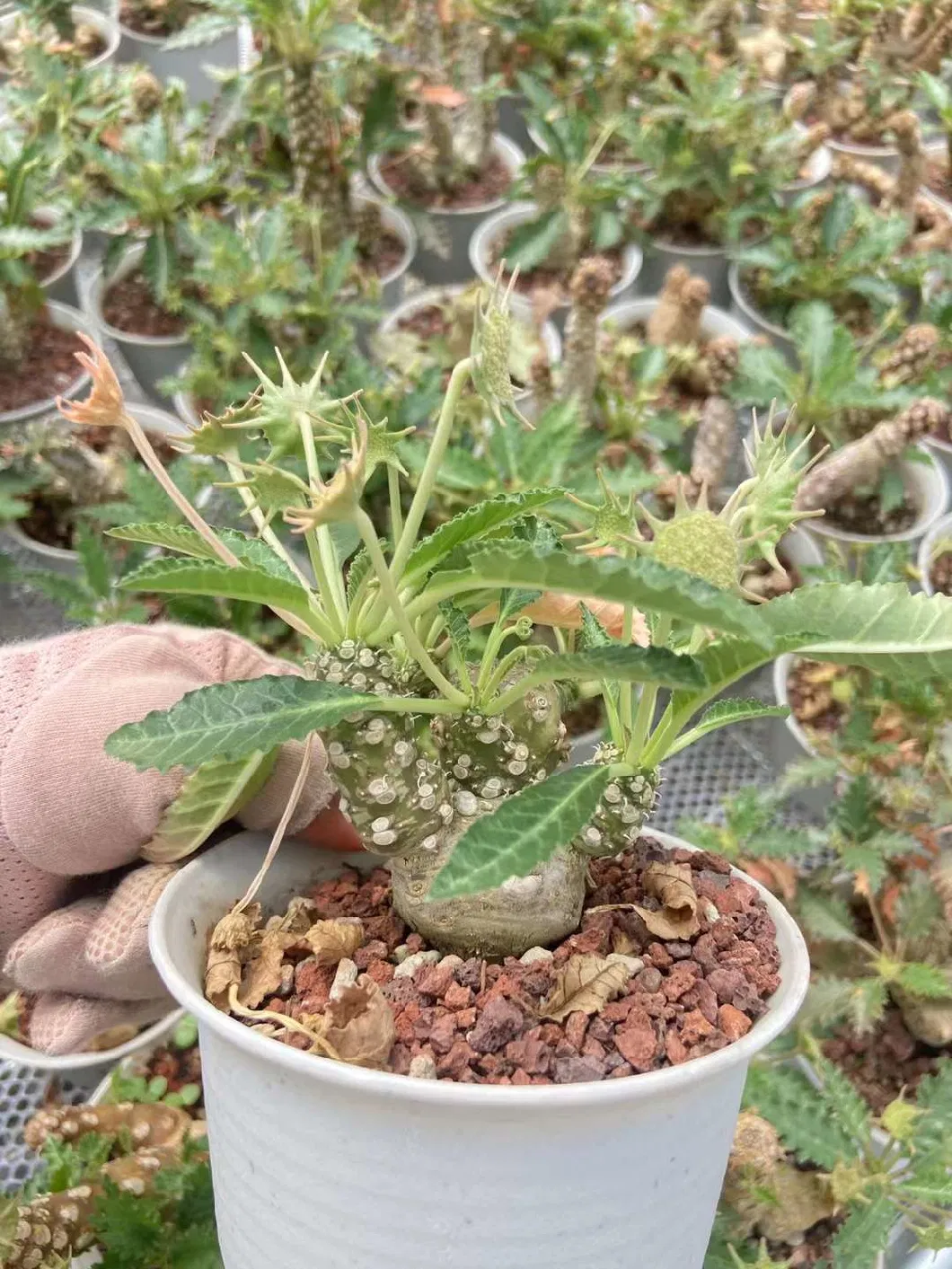 Ornamental Plants Succulent Dorstenia Horwoodii for Sale