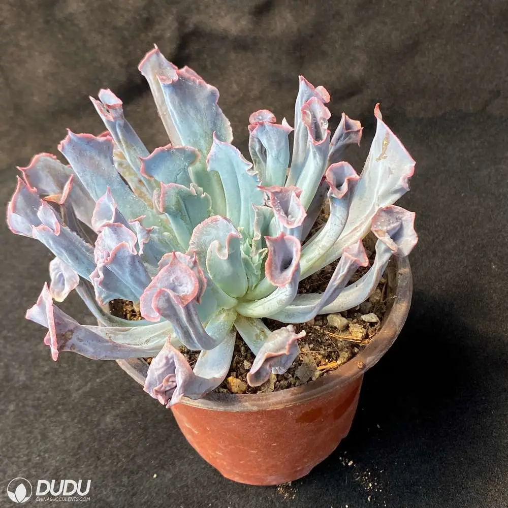 Wholesale Premier Magic Flute Echeveria Natural Live Succulent Plant