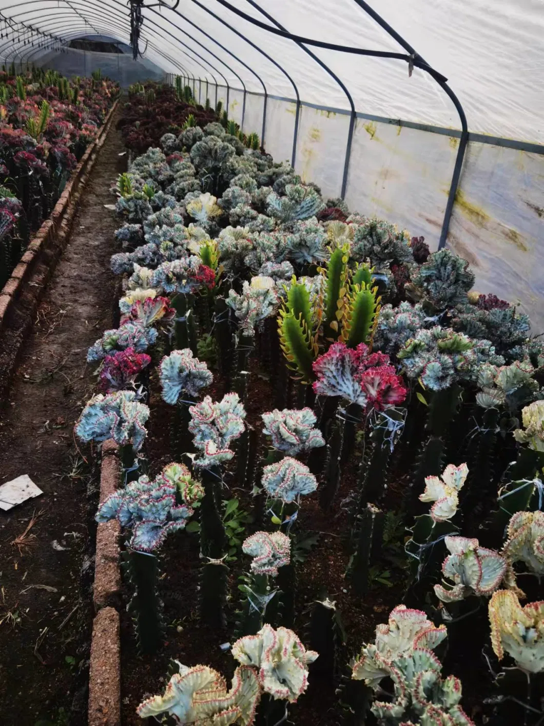 White Color Flower Euphorbia Lactea Succulent Live Plants