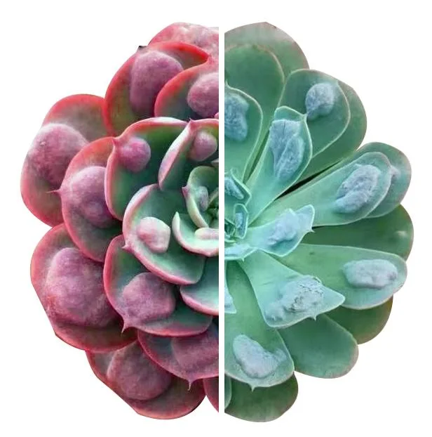 Dudu New Arrival Rare Halloween Yin Yang Variegate Aeonium Natural Live Succulent