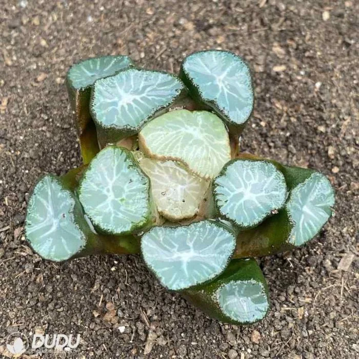 Dudu Prettiest Fountain of Our Lady Haworthia Natural Live Succulent