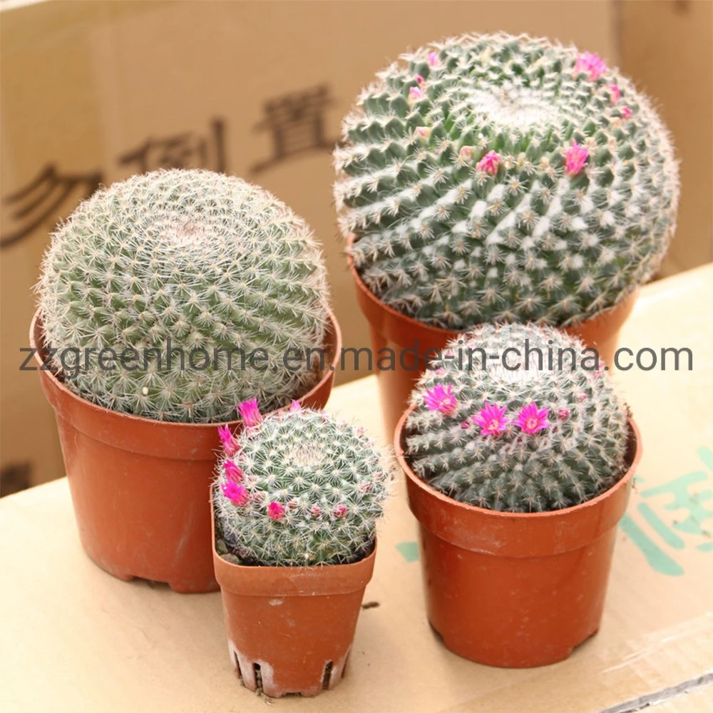 Cactus Mammillaria Hahniana Ornamental Round Succulent Plant