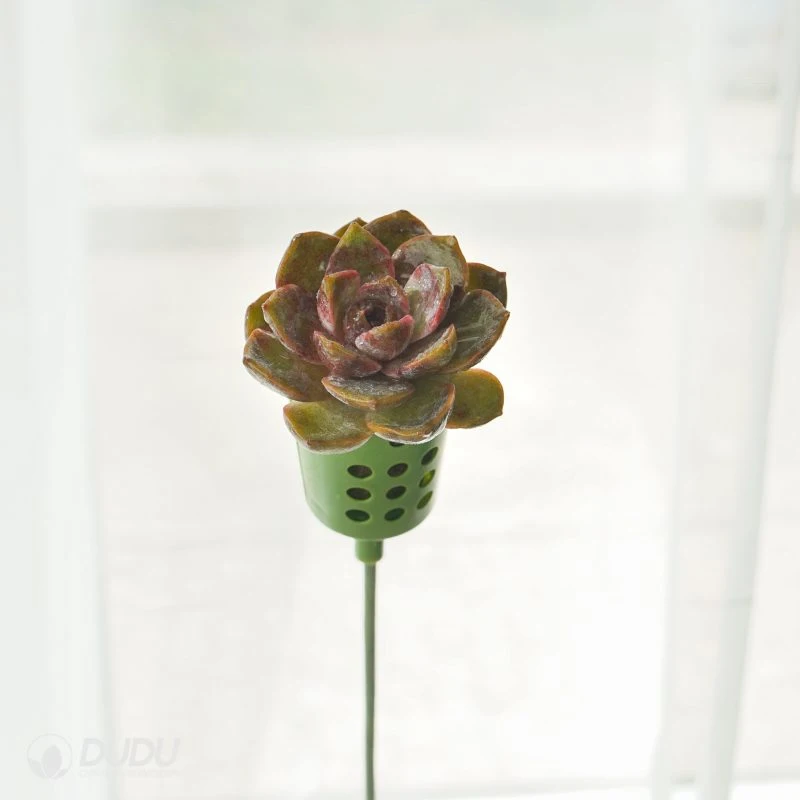 Dudu Real Colourful Small Chocolate Mousse Bouquetsecheveria Natural Live Succulent